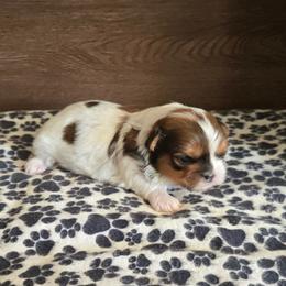 Boy 1 - Gold and white male Shih Tzu puppy in Meadows Of Dan, Virginia from Walt’s Shih Tzus