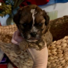 Rio - Gold male Shihpoo puppy in Murphy, North Carolina from Christina’s Puppy Utopia
