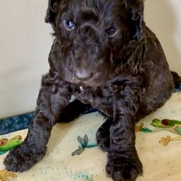 Goldendoodle and Poodle Puppies from Breedadoodle