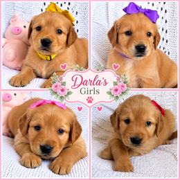 Golden Retriever puppies from Frankly Golden