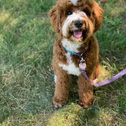 Karli - Australian Labradoodle