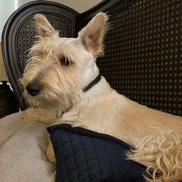Scottish Terriers from Quail Ridge Scotties