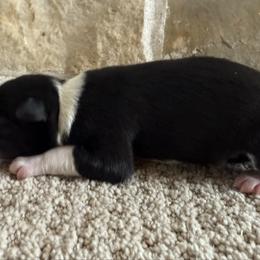 Puppy 3 - Black and white male Border Collie puppy in Readstown, Wisconsin from By Design Farm