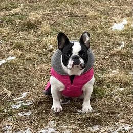 French Bulldog All Grown Up from Phoenix Rising