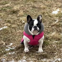 French Bulldog All Grown Up from Phoenix Rising