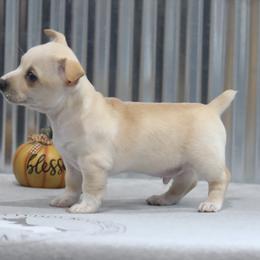 Teddy Roosevelt Terrier Puppies from Big Grove Farms