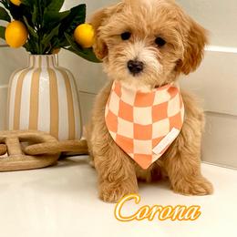 Corona - Apricot male Maltipoo puppy in Buford, Georgia from Petite Posh Puppies
