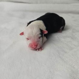 3. Tricolor male - Black and tan male Pembroke Welsh Corgi puppy in Deming, New Mexico from Dragon Ridge Corgis