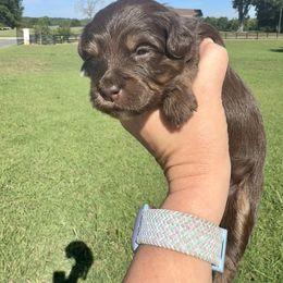 Charleston - Red phantom female Aussiedoodle puppy in Rock Hill, South Carolina from LolliPop Farms