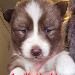 Boy 2 - Red and white male Siberian Husky puppy in Terre Haute, Indiana from April's Huskies