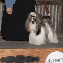 Shih Tzus from Shih-Tzu By McCann