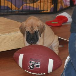 Great Dane Puppies from Tioli Great Danes