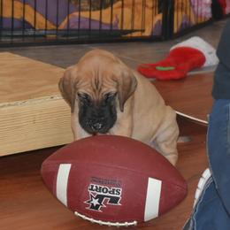 Great Dane Puppies from Tioli Great Danes