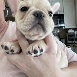 French Bulldog Puppies from MaFrenchiesBadandBoujee