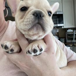 French Bulldog Puppies from MaFrenchiesBadandBoujee