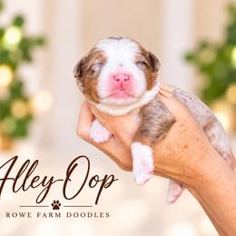 Alley-Oop - Blue merle female Bernedoodle puppy in Henry, Illinois from Rowe Farms Doodles