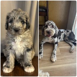 Assorted Doodle Crosses and Newfypoo All Grown Up from Arizona Doodle Trails