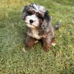 Australian Mountain Doodle, Bernedoodle, and Cavapoo Puppies from Boxwood Doodles