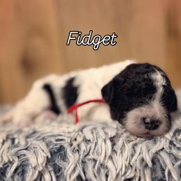 Boy 2 - Black and white male Sheepadoodle puppy in Danville, Indiana from Marley’s Doodle Ranch