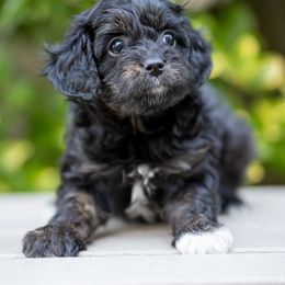 Cavapoo Puppies from Franklin Ranch Pups