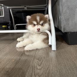Bubblegum - Chocolate female Pomsky puppy in West Sacramento, California from Pinkie's ChildCare