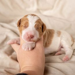 Mango - male Golden Mountain Doodle puppy in New River, Arizona from Sonoran Standard Doodles