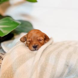 Chick - Apricot female Goldendoodle puppy in Jackson, Tennessee from Doodlebug Farms