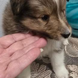 TINY Popper - Sable and white male Shetland Sheepdog puppy in Houston, Texas from LaLa's Lilliputian Lassies