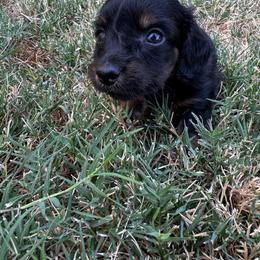 Rex - Black and tan male Dachshund puppy in Dyess Afb, Texas from Story Dachshunds
