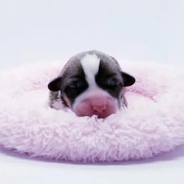 American Corgi and Pembroke Welsh Corgi Puppies from Whimsical Treasure Corgis
