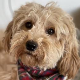 Sandy - Goldendoodle