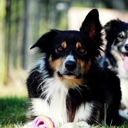 Border Collies and Labrador Retrievers from Steppinstone Dog Training and Labradors