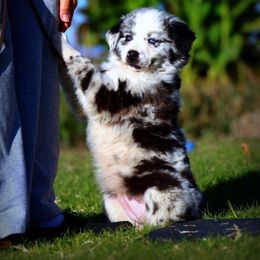 Girl 1 - female Australian Shepherd puppy in Pima, Arizona from Lazy D Ranch Australian Shepherds