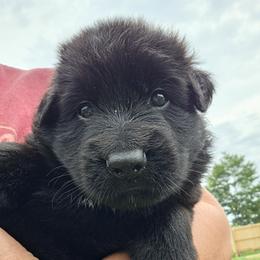 Chip - Black male German Shepherd puppy in Columbus, Indiana from Stony Lonesome GSD