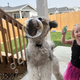 Aussiedoodle Puppies from Crystal Ridge Doodles