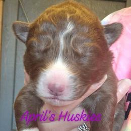 Girl 2 - Red and white female Siberian Husky puppy in Terre Haute, Indiana from April's Huskies