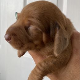 Dachshund Puppies from M5 Dachshunds