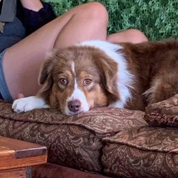 Shasta - Australian Shepherd