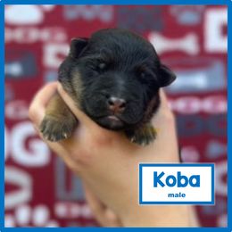 German Shepherd Puppies from Timpanogos Shepherds