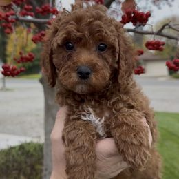 Lucy - Apricot female Assorted Doodle Crosses puppy in Yuba City, California from Lucky Day Doodles