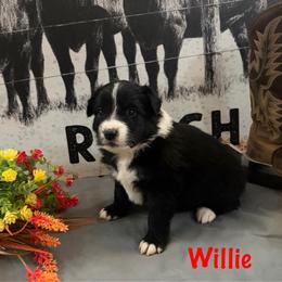 Willie - Black & white male Miniature Australian Shepherd puppy in Florence, Arizona from Triangle H Ranch Aussies