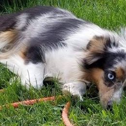 Aussiedoodles and Australian Shepherds from CheckMark Aussies