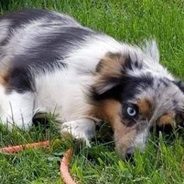 Aussiedoodles and Australian Shepherds from CheckMark Aussies