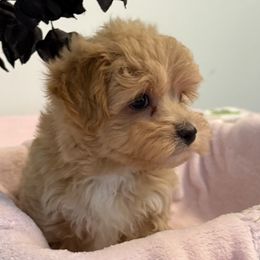 Maltese and Maltipoo Puppies from Julie Tremblay