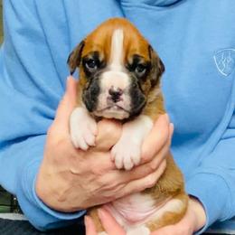 Red - Fawn male Boxer puppy in Oregon, Pennsylvania from Schaible's Boxer Huddle