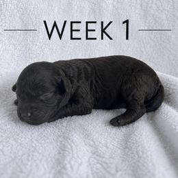 Pumbaa - Brown male Poodle puppy in Mayville, Michigan from Kathy Maize