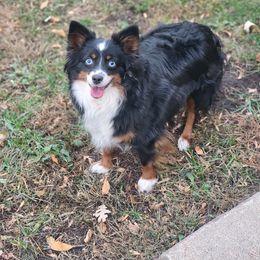 Pip - Toy Australian Shepherd