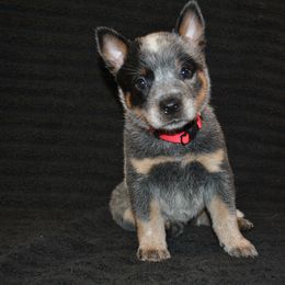 Australian Cattle Dog Puppies from Del Sol Farm
