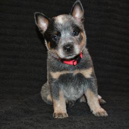 Australian Cattle Dog Puppies from Del Sol Farm