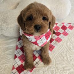 Sookie 2 lb 6 oz - Red  female Goldendoodle puppy in Floyd, Virginia from Hearts and Paws Poodles and Doodles